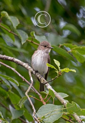 Spotted Flycatcher  DM1815